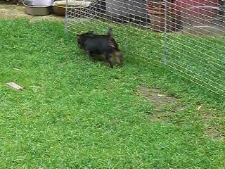 Petite sortie à l' extérieur de JEMINI CRIQUET et JERONIMO