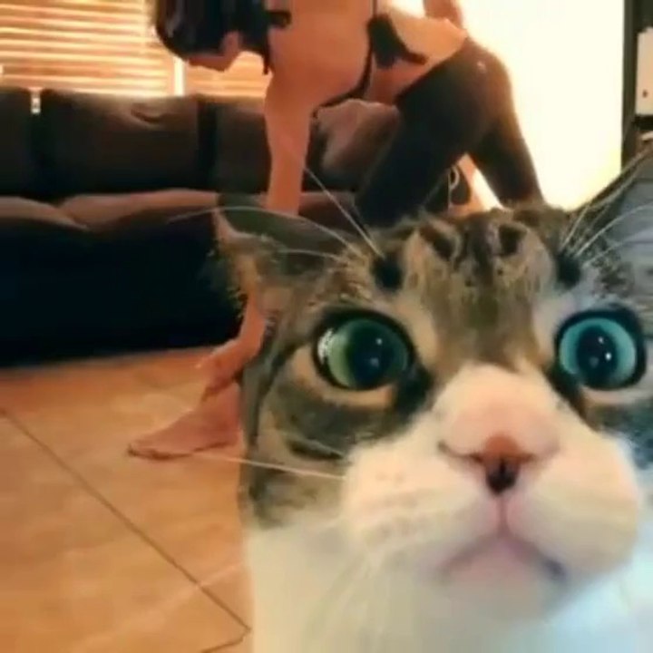 Kedinin kameraya tepkisi