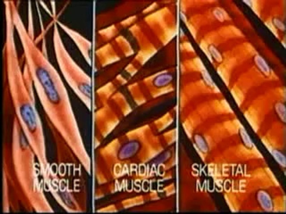 KASLAR VE ÇEŞİTLERİ