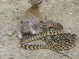 Cobra vs Killer Squirrel