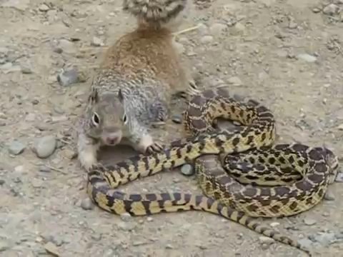 Cobra vs Killer Squirrel