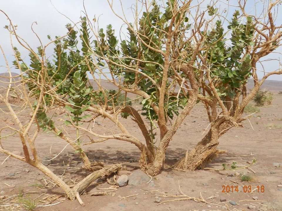 (maroc2014 ) ICHT -FOUM  ZGUID -VERS AGDZ