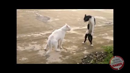 Bruce Lee'nin kayıp kedisi