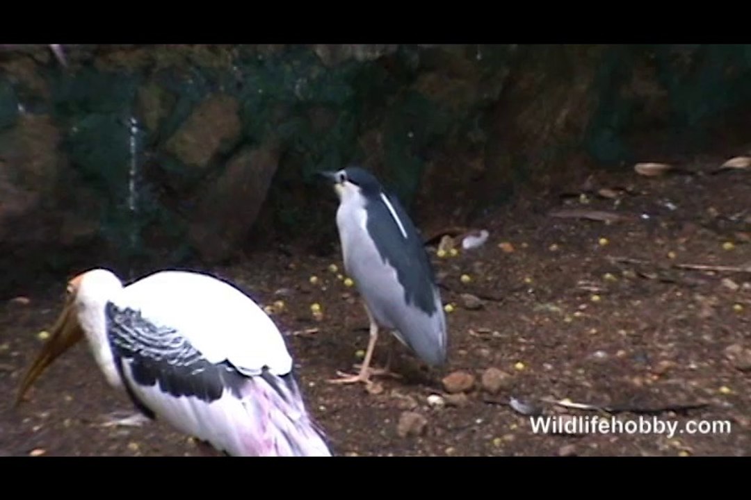 Bird in Zoo