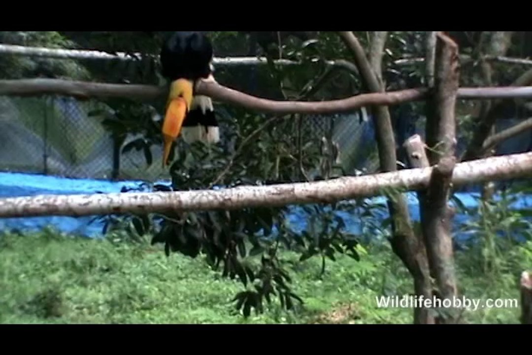 Hornbill Fun Moment on Tree