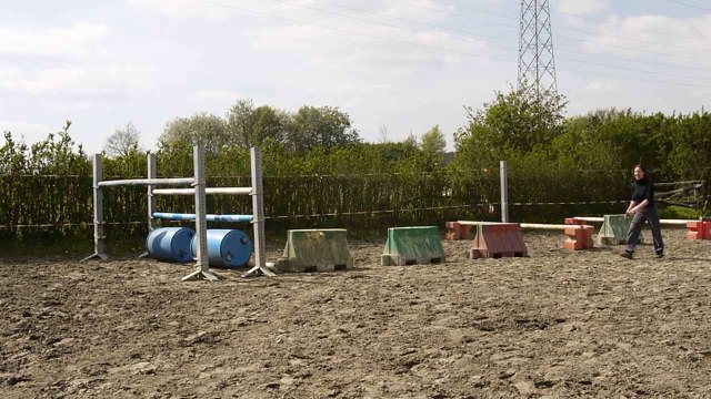 Lord William 3 ans BWP débourré par Edjaz van't Merelsnest (Nabab de rêve x Darco) A vendre top CSO ou CCE