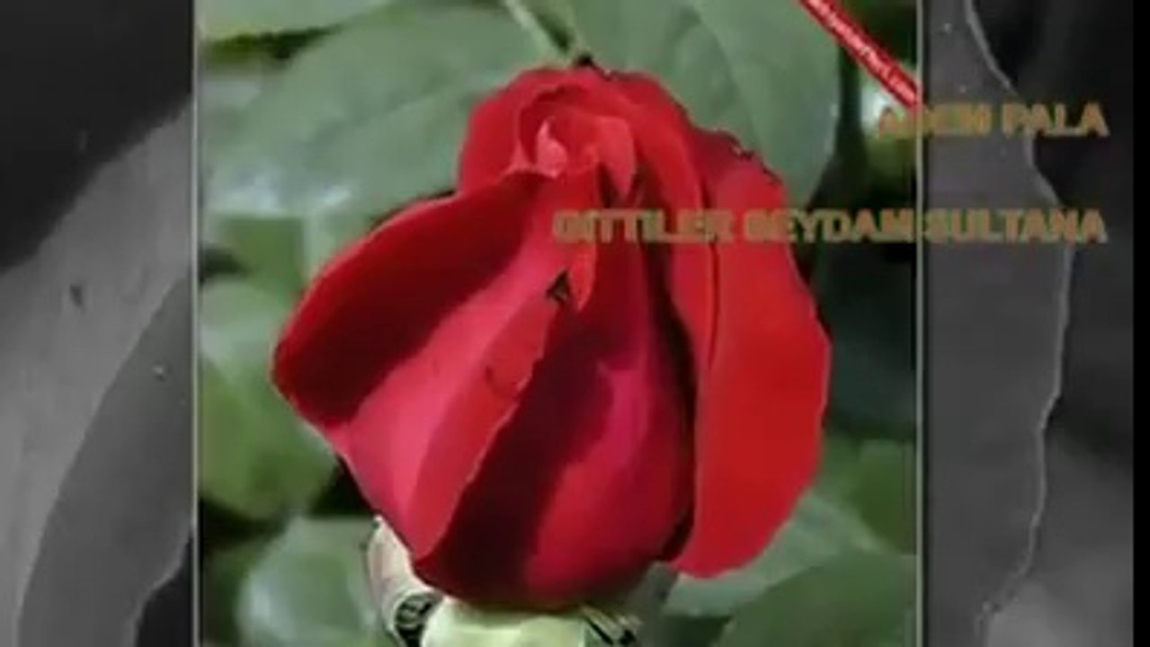 Adem Pala - Gittiler Seydam Sultana