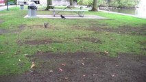 Hand-feeding squirrels