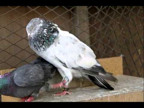 KABOOTER LAQWA AUR SOKRA LODHRAN ELAJ BY DR.ASHRAF SAHIBZADA
