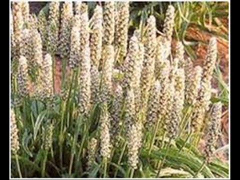 Larkana Shahnawaz ki piyar bhari call,Saline agriculture Dr.Ashraf Sahibzada