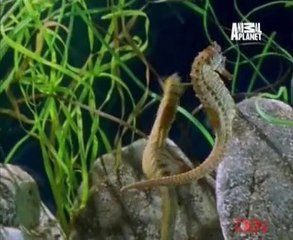 Extreme Animals 22nd May 2014 Video Watch Online Pt2