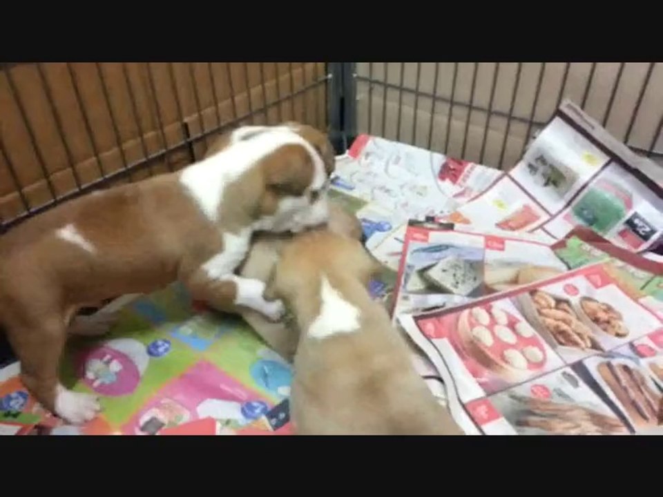 Chiots Emy x Jack (3 semaines)