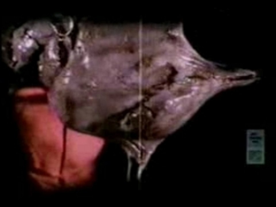 Slipknot - Wait and Bleed