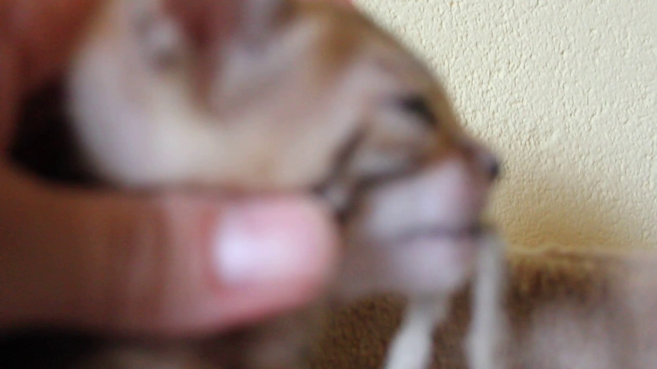 Hypnotic'Bengal Jaïling