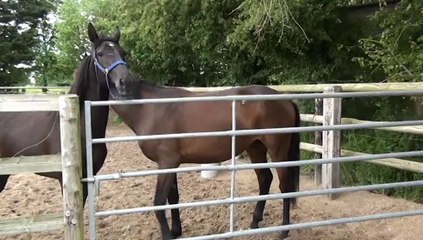 CHRISTHMAS QUEEN ET CETTE NOBLESSE