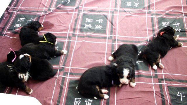 les chiots bouvier bernois du cristal ensoleillé