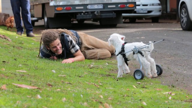 Petite chèvre handicapée trop mignonne. Petites roues sur les pattes arrières!