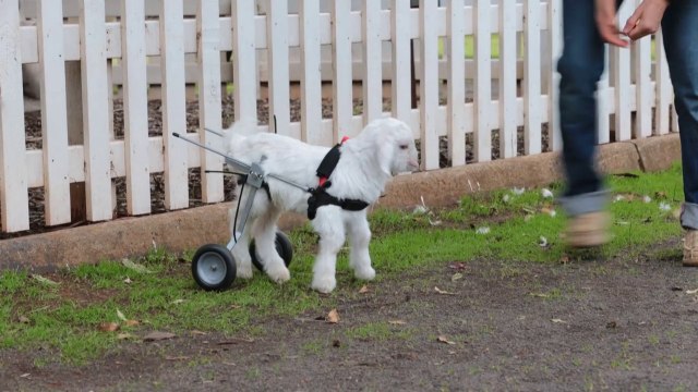 Adorable Handicapped Goat Is Given A Wheelchair