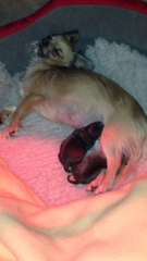 maman est très fatiguer