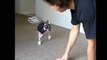 Hilarious Dog In Shoes Tries To Run