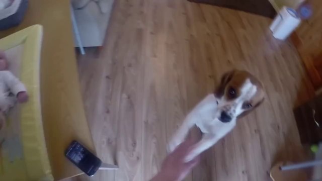 Cute Dog helps mum change baby's diaper
