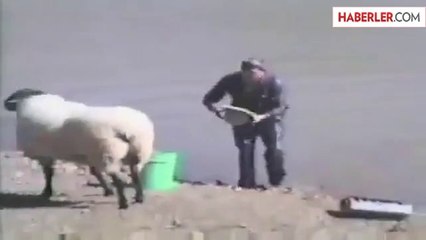 Koçun Yaptığı Bak