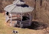 Bear Cubs Use Gazebo as Playground