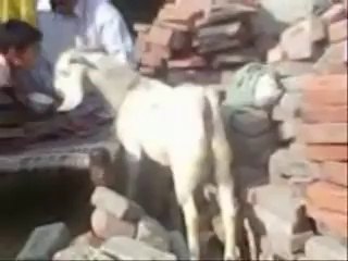 Ead ka din ha gley laga kar milain