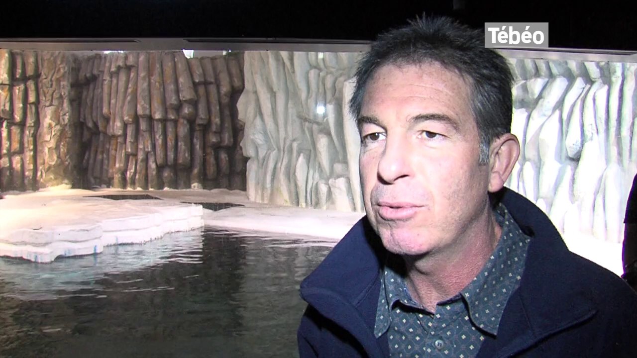 Brest. Océanopolis : Junior, le nouveau bébé phoque