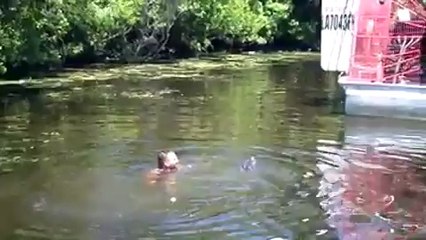 Il nourrit des alligators avec sa bouche