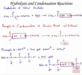 Hydrolysis & Condensation Reactions part 1