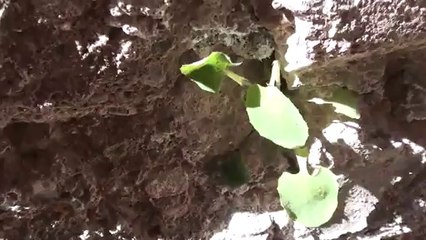 Planta en pared para decorar 🪴