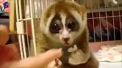 amazing creatures of the world Of God Subhaan Allah