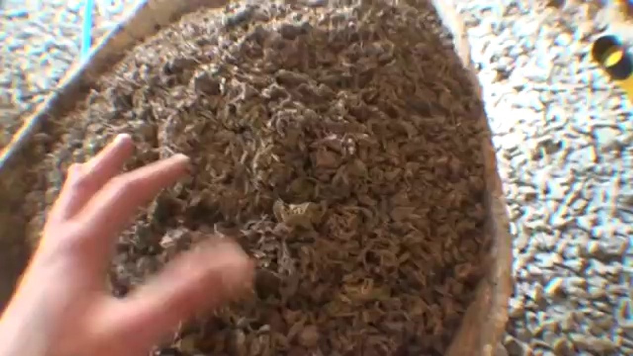 DALLAGE CHANVRE TECHNICHANVRE - Etape1 Ralisation des plots chanvre et chaux de niveau