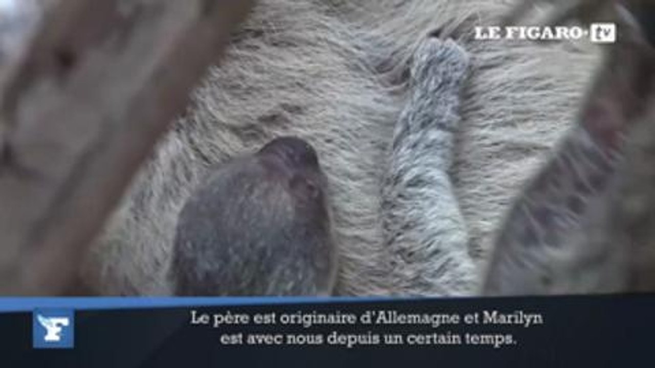 La naissance surprise d'un bébé paresseux au zoo de Londres