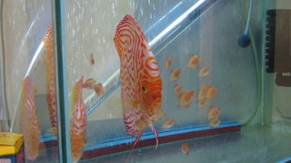 Pigeon Checkerboard Discus and Fry