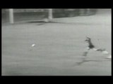 Inter vs. Real Madrid (3-1) Highlights Finale Coppa dei Campioni 1964