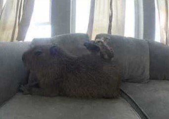 JoeJoe the Capybara Is a Real Chick Magnet