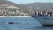 Rare Sight of False Killer Whales Off Dana Point, California