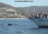 Rare Sight of False Killer Whales Off Dana Point, California