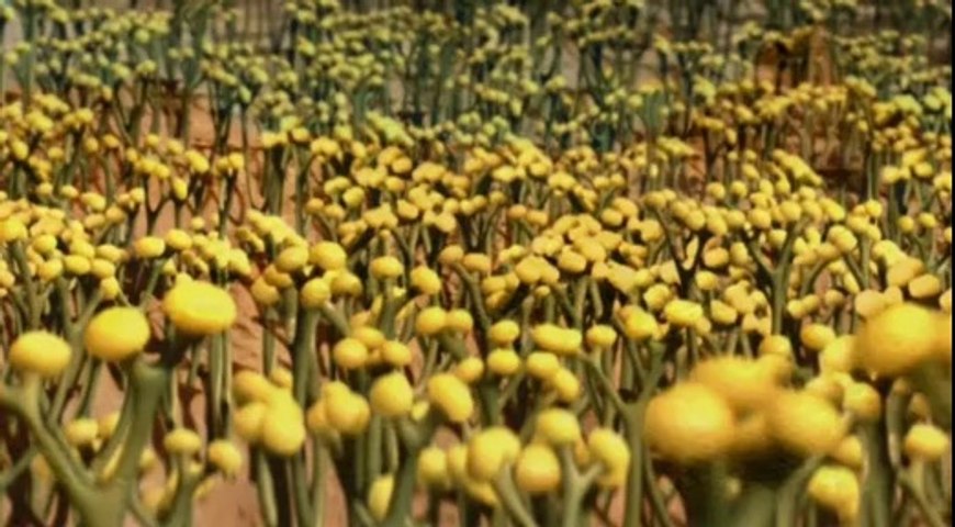 order succulent plants Surprise Cactus & Succulent Variety Pack