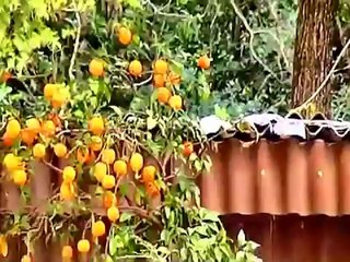 Отель Magnolia Tivat солнечный Тиват в июне