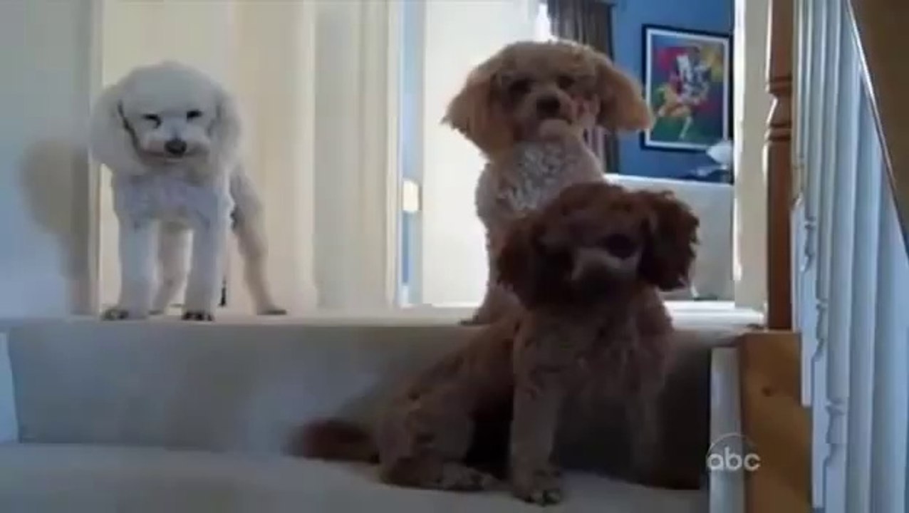 Which is the Guilty Dog