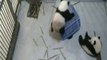 Quatre bébés pandas jouent avec une caisse en plastique