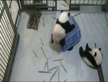 Quatre bébés pandas jouent avec une caisse en plastique