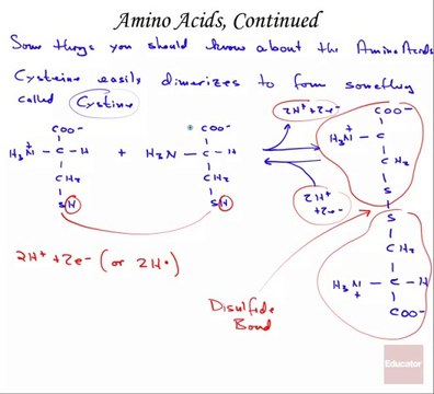 Amino Acids, Continued part 5