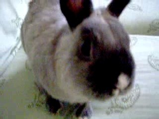 Lulu lapin joue sur le divan