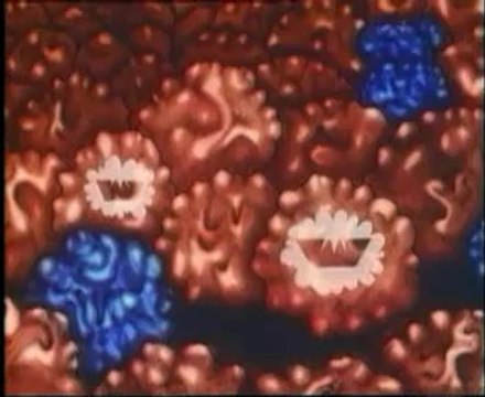 SONRADAN KAZANILAN BAĞIŞIKLIK-HASTALIK GEÇİRİLEREK KAZANILAN BAĞIŞIKLIK