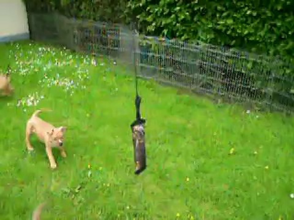 vidéo du 23.05.14 des 3 frères...