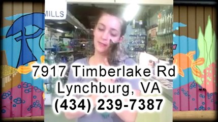 Kittens For Sale Lynchburg VA | Petopia Pet Store Lynchburg